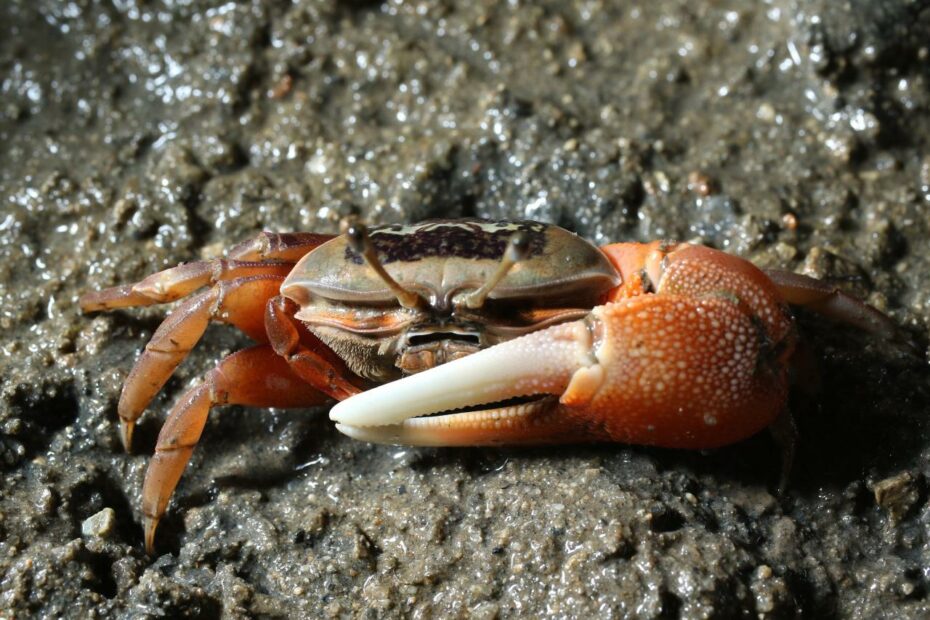 How Climate Change Threatens Hong Kong'S Vital Fiddler Crabs And Why The  Crustaceans Are A Natural Oddity | South China Morning Post