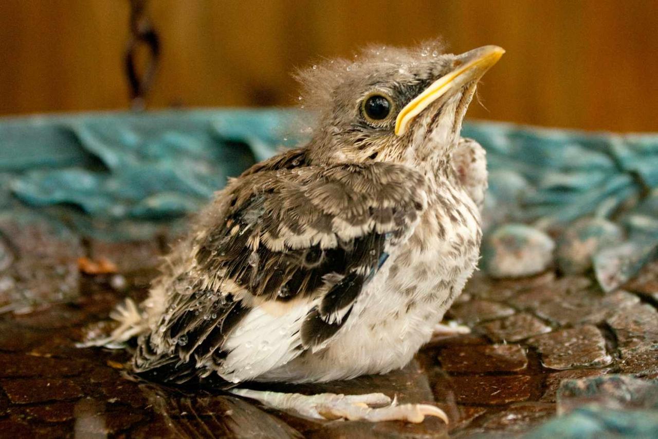 What To Do If You Find A Baby Bird