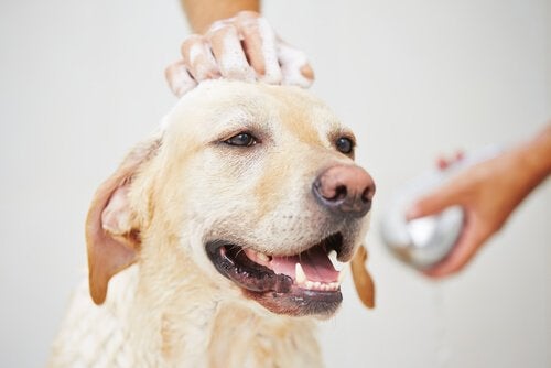 Can You Bathe A Dog In Heat? - My Animals