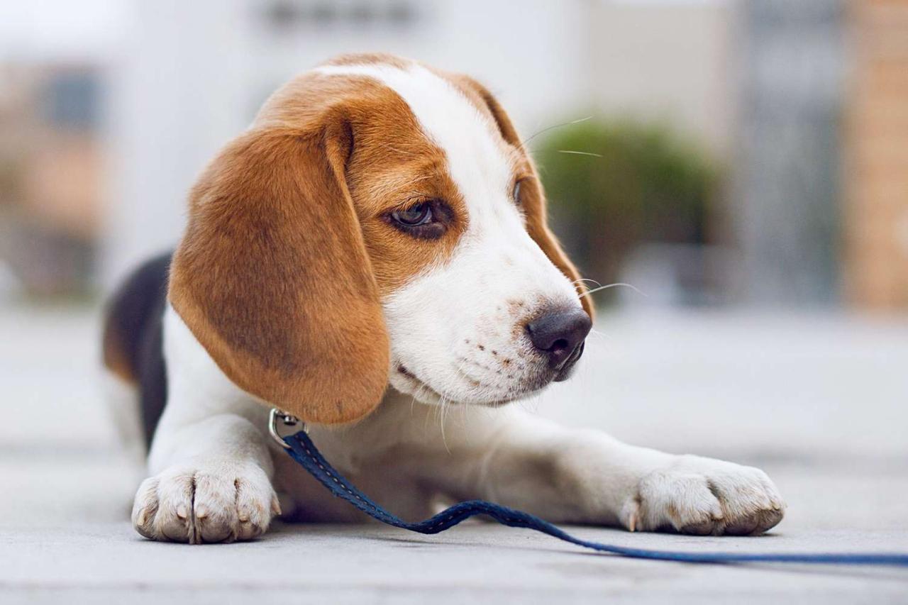 Beagle Dog Breed Information And Characteristics