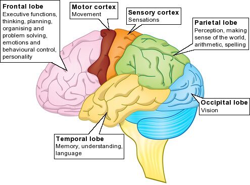 Traumatic Brain Injuries Can Cause Behavioral Problems And Personality  Disorders