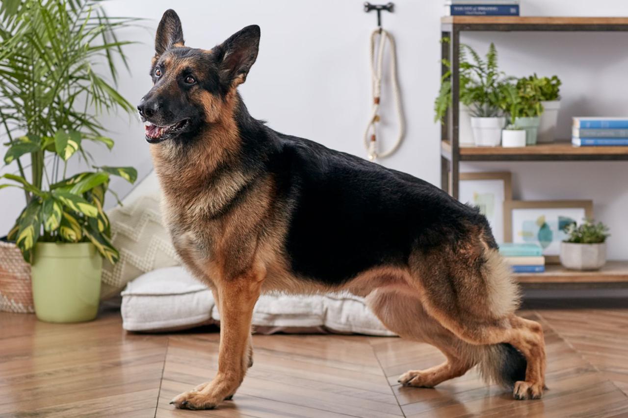 German Shepherd: Dog Breed Characteristics & Care