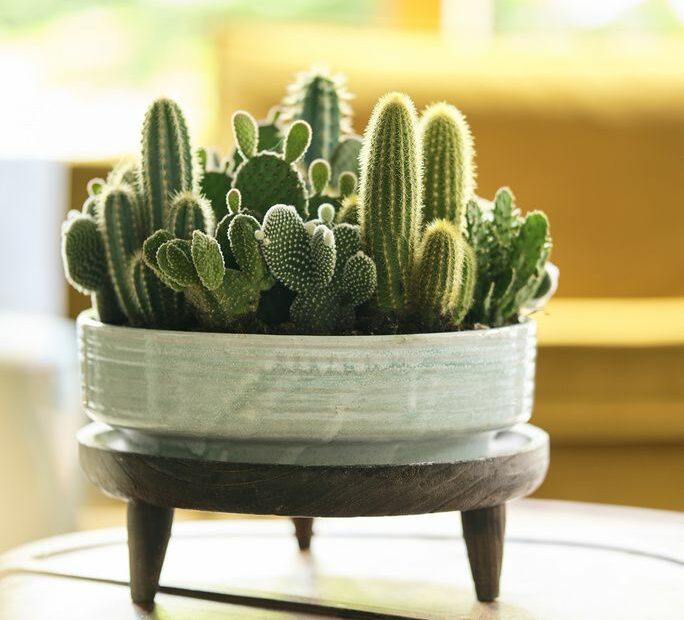 Cactus - 13 Things To Know About The Cactus Plant (Cacti)