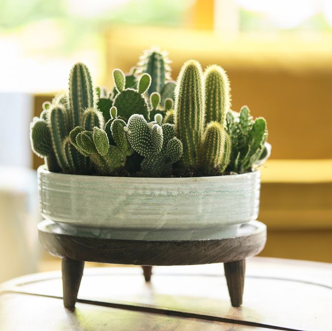 Cactus - 13 Things To Know About The Cactus Plant (Cacti)