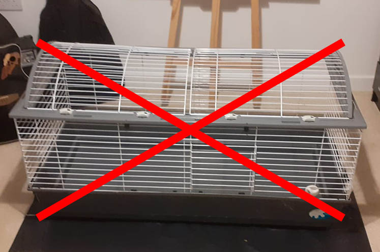 How Big Should A Guinea Pig Cage Be? 5 Big Cage Benefits - Guinea Pig Pals