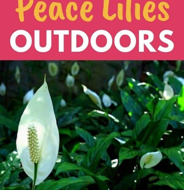 How To Grow Peace Lilies Outdoors - Urban Garden Gal