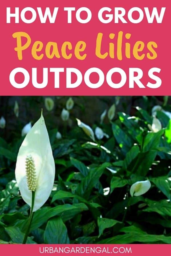 How To Grow Peace Lilies Outdoors - Urban Garden Gal