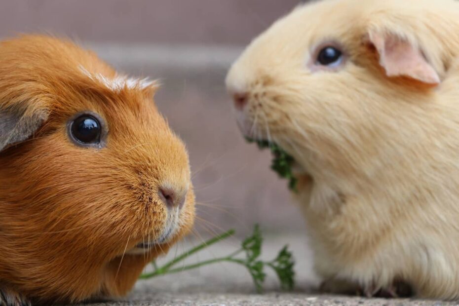 150+ Cute Guinea Pig Names: For Pairs, Colours And More - Pethelpful