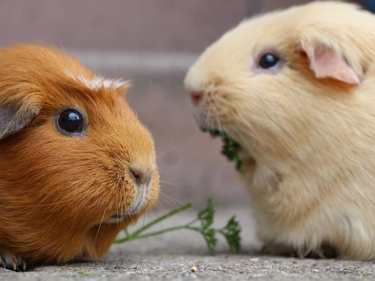 150+ Cute Guinea Pig Names: For Pairs, Colours And More - Pethelpful