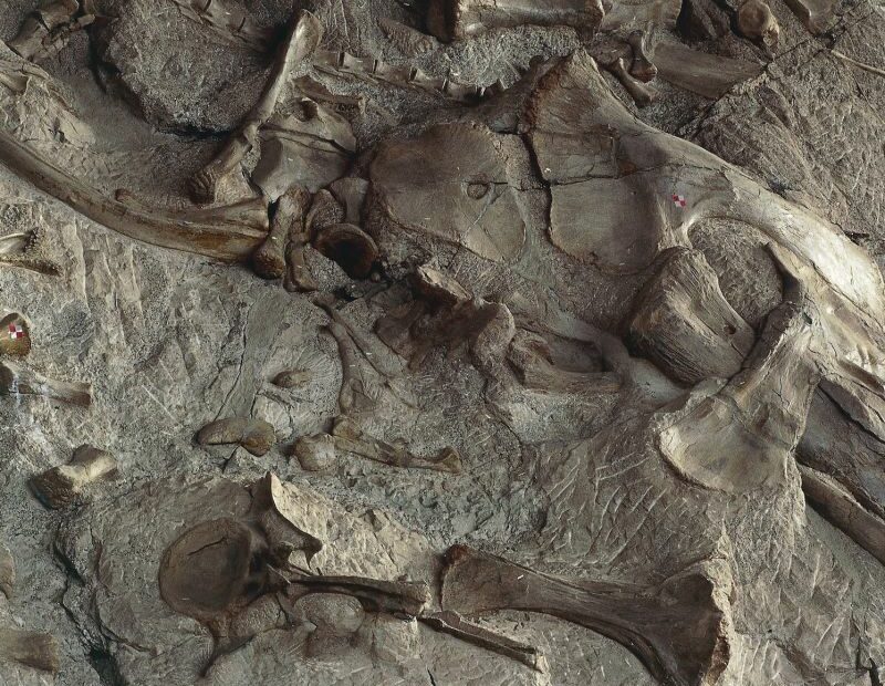 Fossil