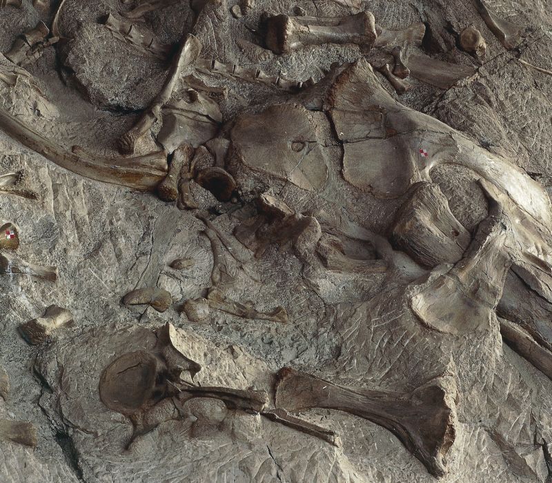 Fossil