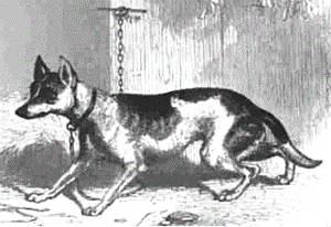 Dog-Fox Hybrids - Mammalian Hybrids - Biology Dictionary