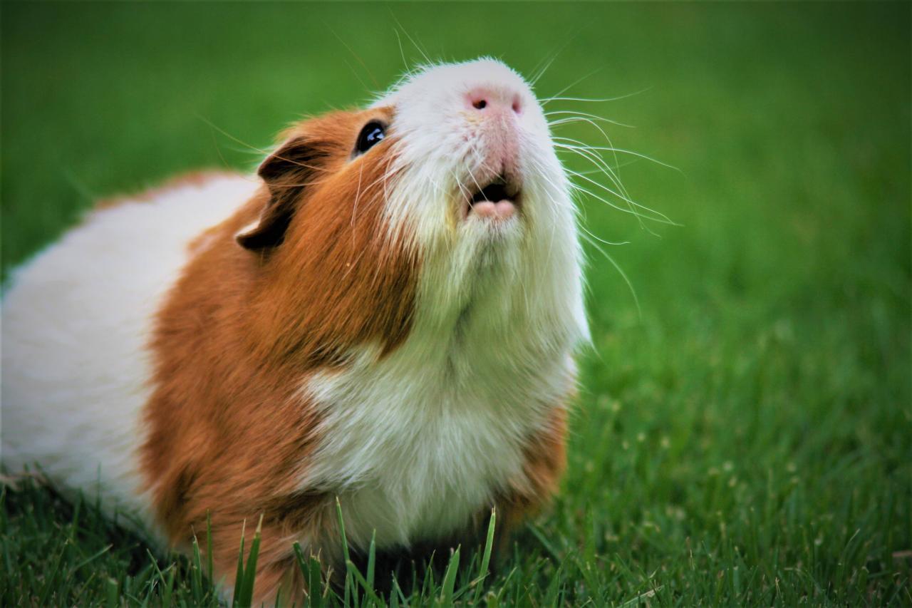 Guinea Pig Care Guide | Long Island Avian And Exotic Vet Clinic