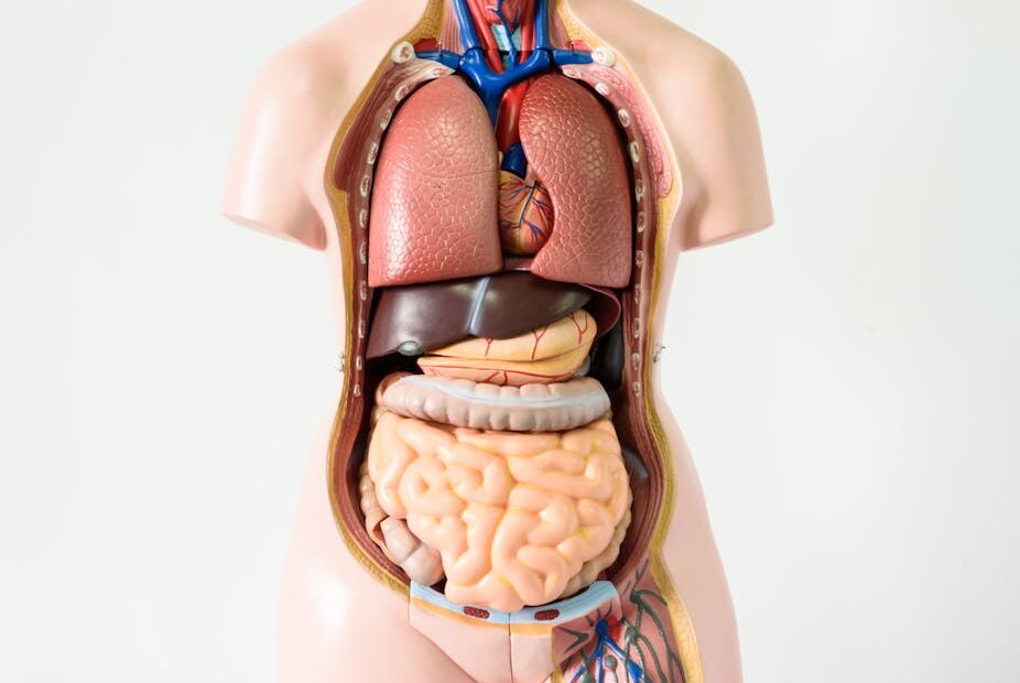 Seven Body Organs You Can Live Without