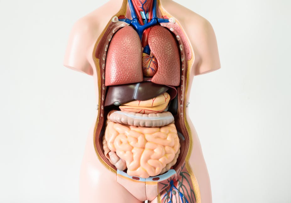 Seven Body Organs You Can Live Without