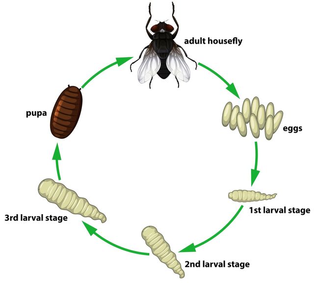 How Long Do Flies Live? Understanding The Fly Life Cycle