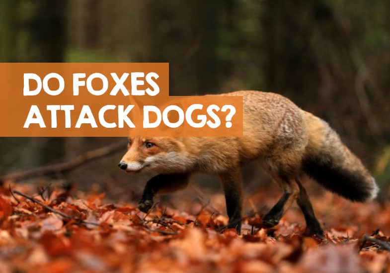 Will A Fox Attack A Dog Or Even Eat A Dog? (Truth Revealed)