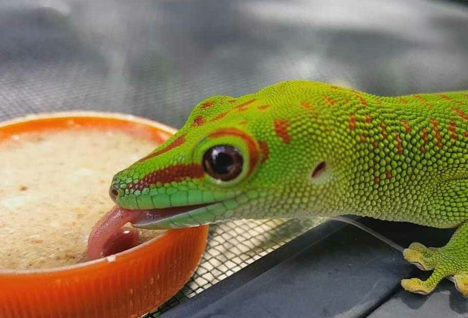 25+ Gecko Species That Eat Cgd - Zoo Reptilia