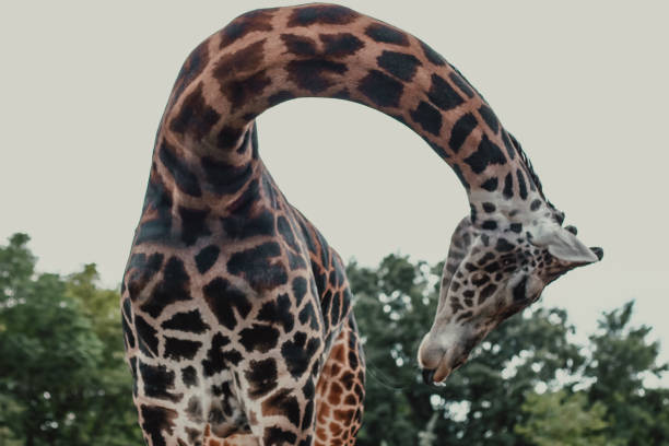 350+ Giraffe Neck Bent To The Ground Stock Photos, Pictures & Royalty-Free  Images - Istock