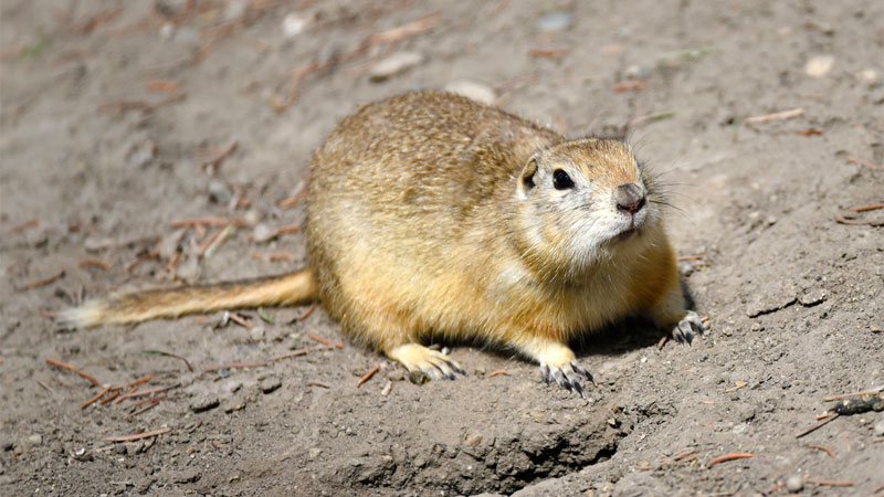 Do Gophers Have Rabies? (And Are Gopher Bites Serious?)