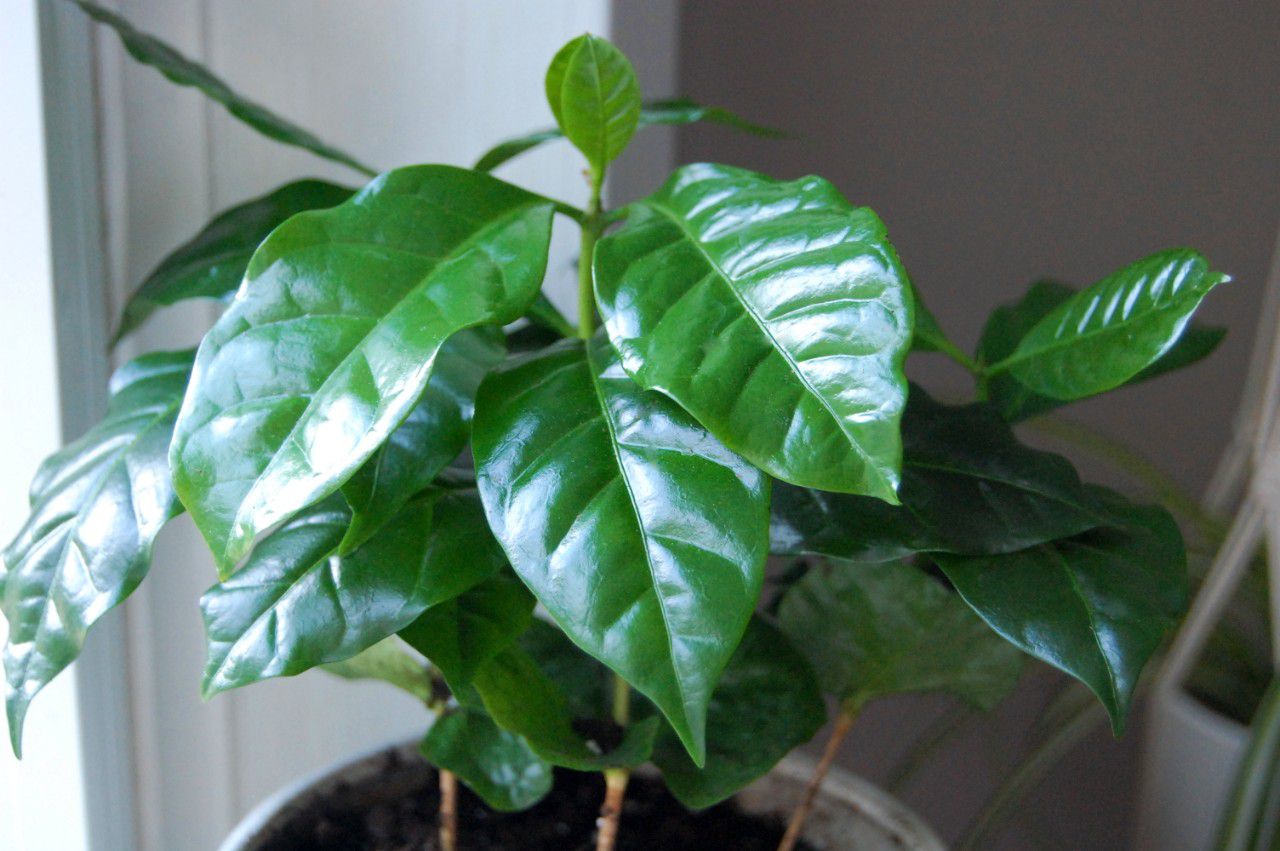 Coffee Plant: Care & Growing Guide