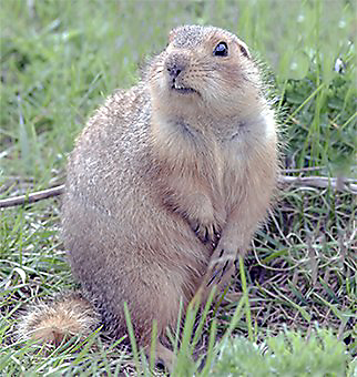 Facts About Gophers | Gopher Facts | Havahart®