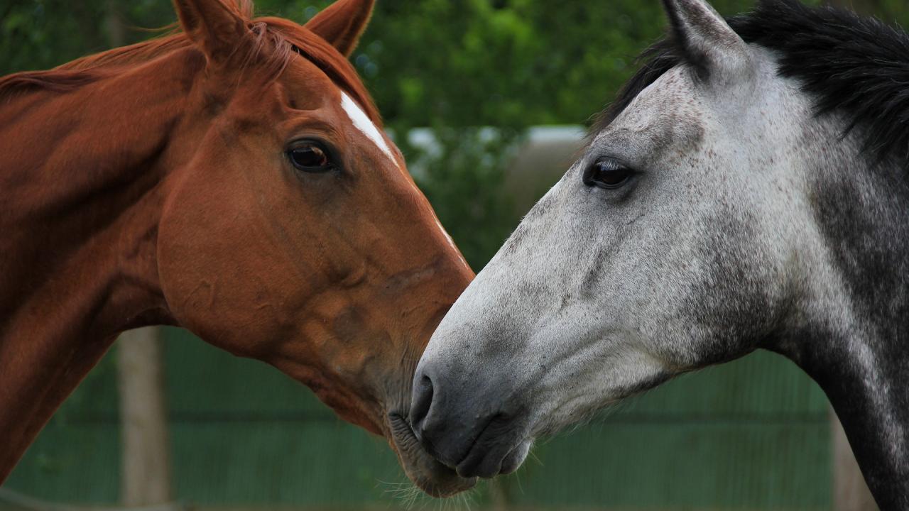 Ehv-1 & Ehm | School Of Veterinary Medicine