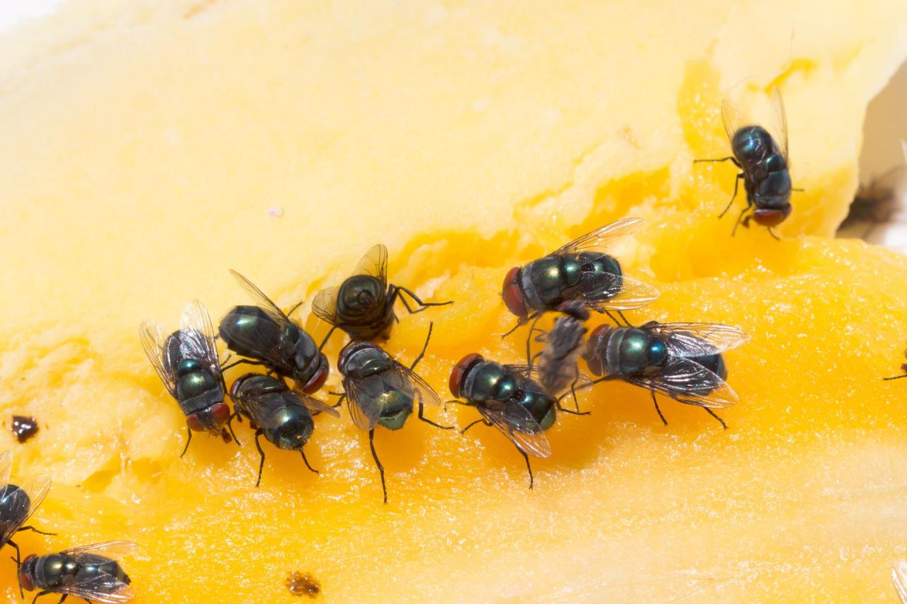 How Long Do Flies Live? Understanding The Fly Life Cycle