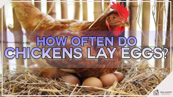 Did Our Chicken Lay 2 Eggs In One Day? - Youtube