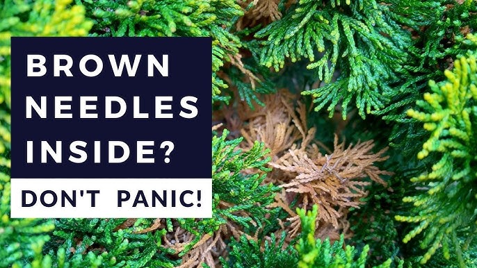 Evergreens Turning Brown Inside: Don'T Panic! - Youtube