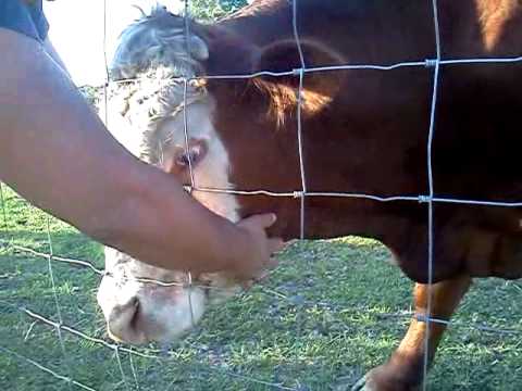 Bulls Can Be Friendly - Youtube