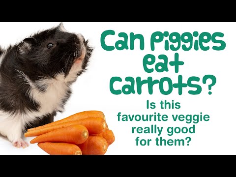 Can Guinea Pigs Eat Carrots? | Tops, Leaves, Greens, Skin | Are Carrots  Good For Guinea Pigs? - Youtube