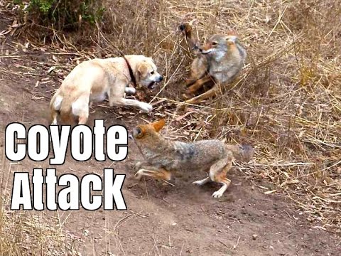 Coyote Attacks Cat - Dog Saves Cat - Youtube