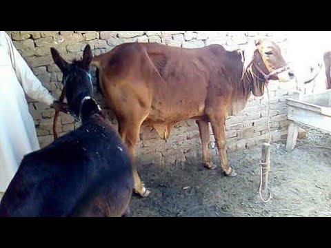 Donkey Mating With Cow At Village 2020 - Youtube