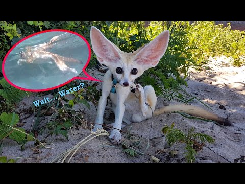 Never Filmed Before: A Desert Fox Swimming - Youtube