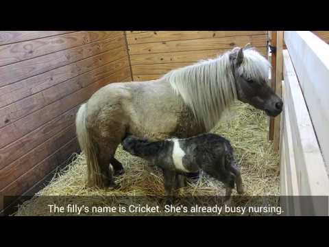 Miniature Horse Gives Birth To Filly - Youtube