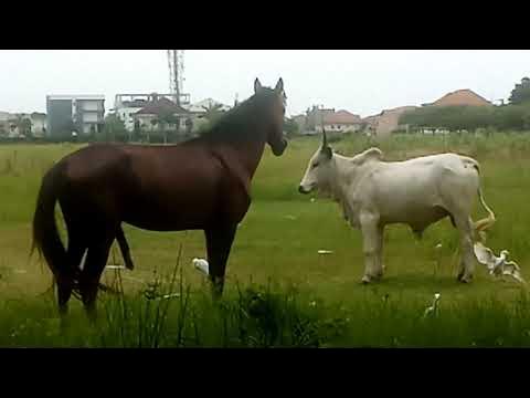 Horse And Cow Mating, Never Seen Anything Like That - Youtube