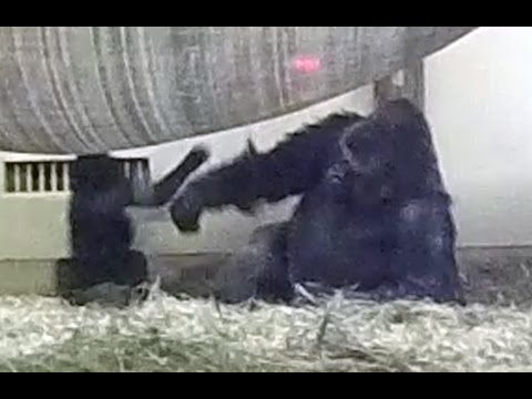 Silverback Gorilla Punches His Son. - Youtube