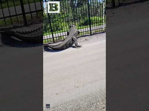 WATCH: Alligator Effortlessly Bends Aluminum Fence in Florida #shorts