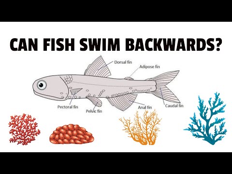 Can Fish Swim Backwards: What Makes It Possible?