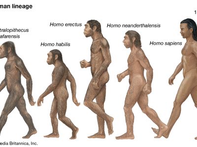 Human Evolution | History, Stages, Timeline, Tree, Chart, & Facts |  Britannica