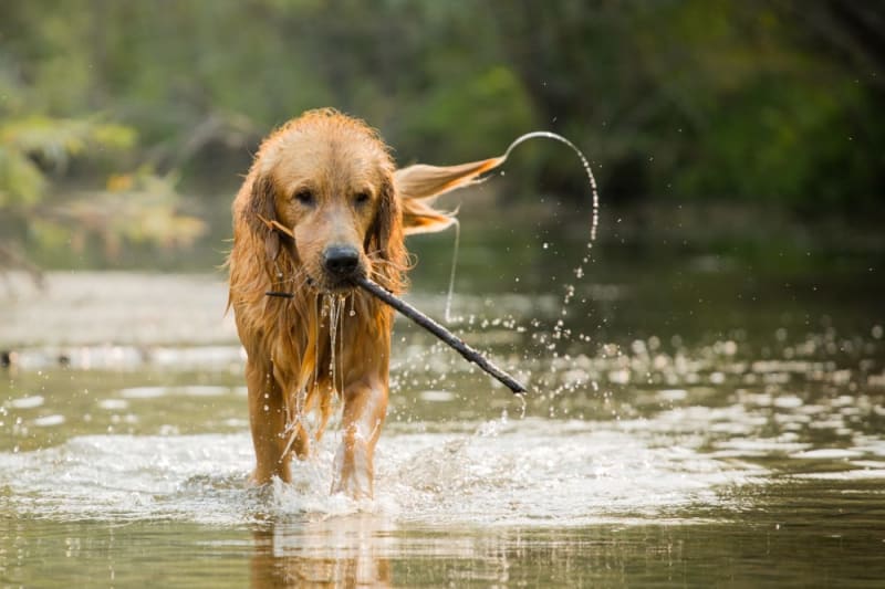 Giardia In Dogs | Los Angeles Vets