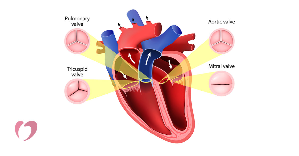 Leaky Heart Valves: Causes, Diagnosis, And Treatment | Oklahoma Heart  Hospital