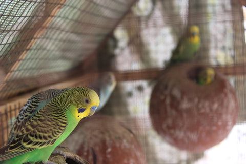 Do Budgies Grieve? Signs That Show When A Budgie Is Grieving