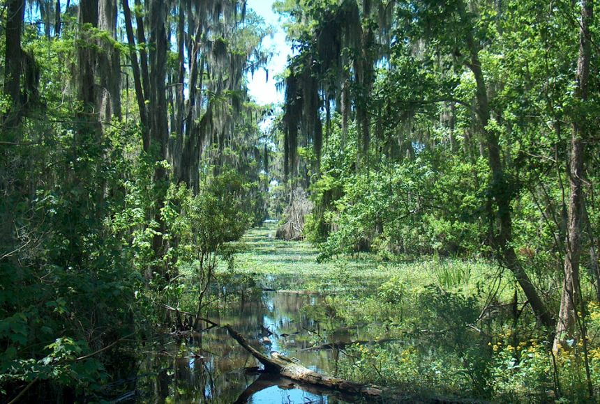 Swamp