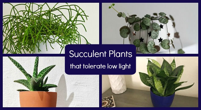 Low Light Succulents: 12 Choices To Grow In Your Home Or Office