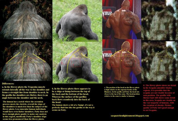 What Happens If You Start Pounding Your Chest In Front Of A Gorilla? - Quora