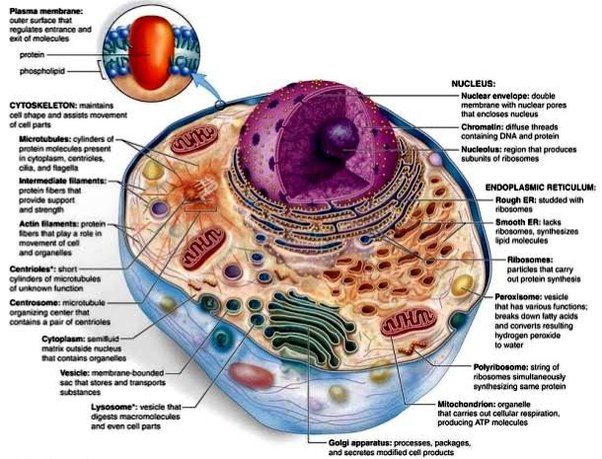 What Is The Function Of Various Cell Organisms? - Quora