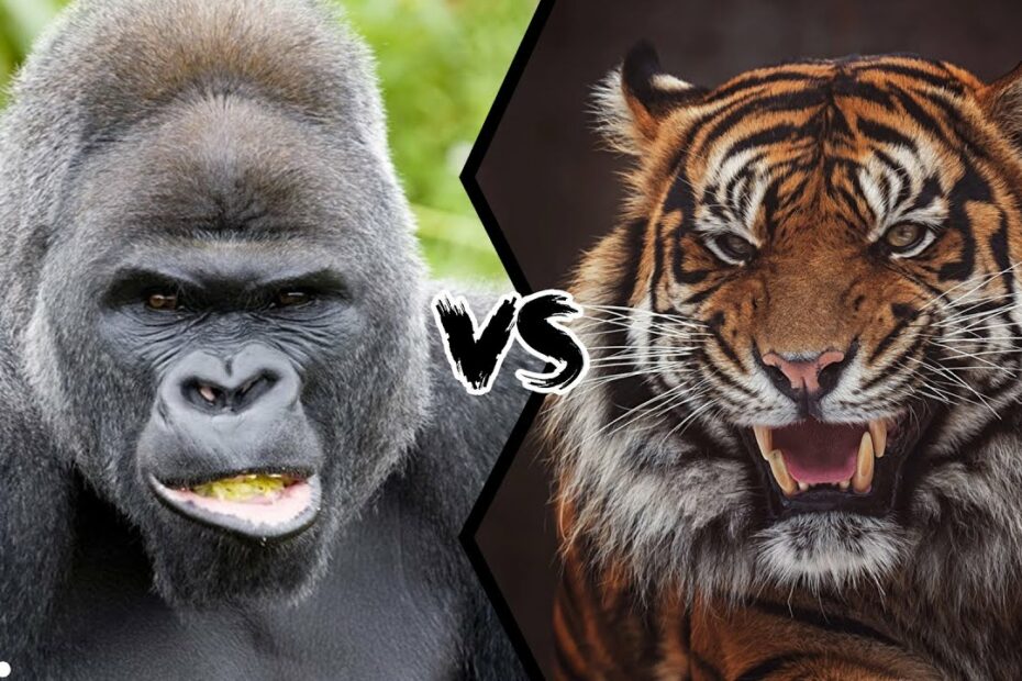 Gorilla Vs Tiger - Who Would Win A Fight? - Youtube