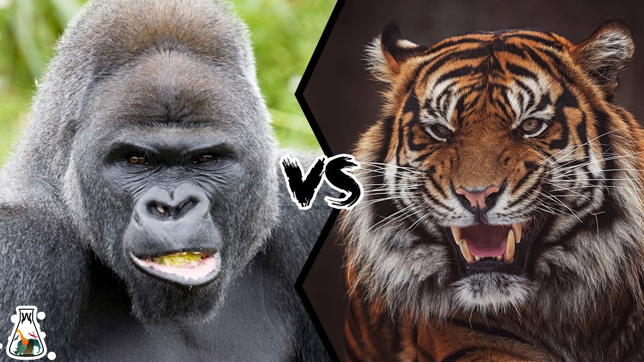 Gorilla Vs Tiger - Who Would Win A Fight? - Youtube